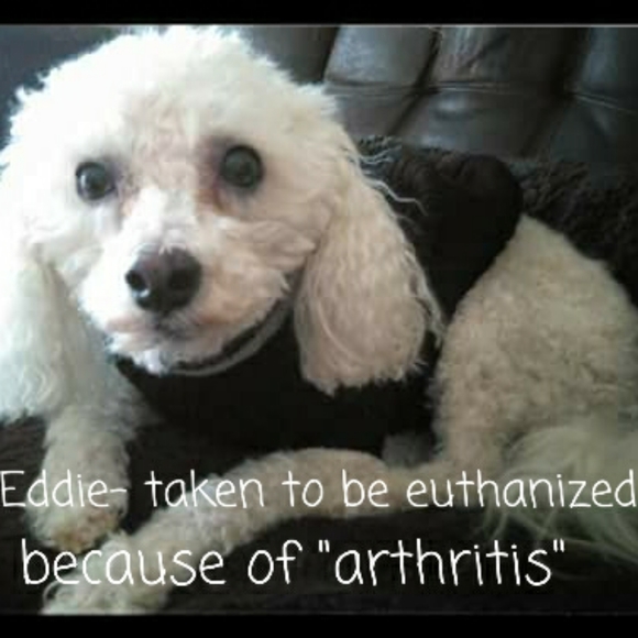 Meet your posher ๐คโคโบ๐ฏ๐๐๐ - Picture 13 of 16